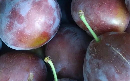 7-013-010　山口さんちのプルーン 2～3種詰合わせ 2kg【10月～