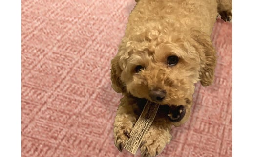 7-005-004　鹿の角・愛犬デンタルおもちゃ（小）