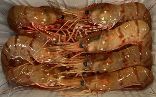 7-022-002　冷凍ボタンエビ 900g（39尾～54尾）