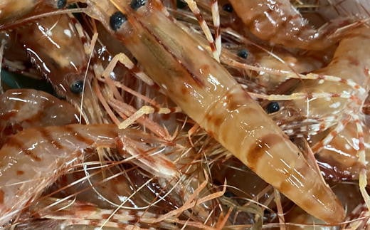 7-028-003　冷凍ボタンエビ 1kg（34尾～46尾入）