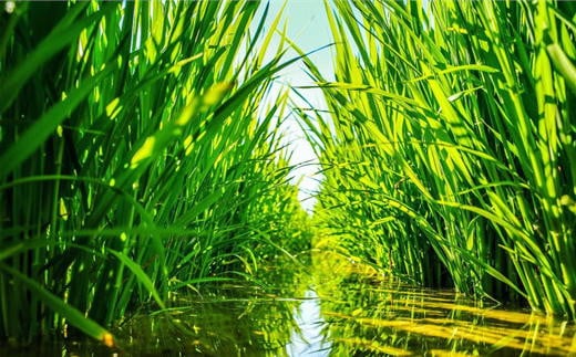 7-030-004　新米・増毛町産米えみまる・特別栽培米ゆめぴり