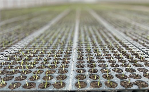 7-080-002　新米・増毛町産ななつぼし 5kg×6ヶ月（10月～3月）