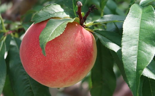 7-012-031　山口さんちの桃あかつき 15玉前後（約3.5kg）