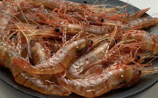 7-008-005　ボタンエビ 500g（30尾前後）