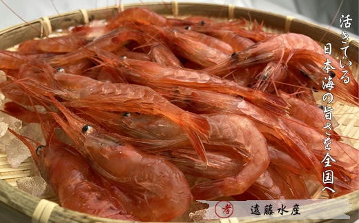 7-026-004　甘えび 3kg（270尾前後）