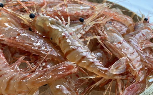 7-013-006　柔らか蒸しヤナギタコとボタンエビ 各500g