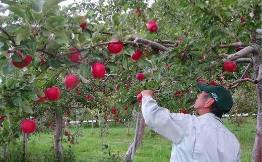 7-012-051　ヤマセン仙北果樹園のおまかせりんご 3～5種 5kg【1