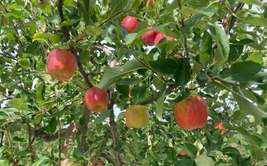 7-007-006　赤・青・黄色のりんご詰め合わせ 3kg