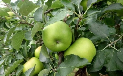 7-007-005　とにかくすっぱい料理りんご「ブラムリー」 3kg