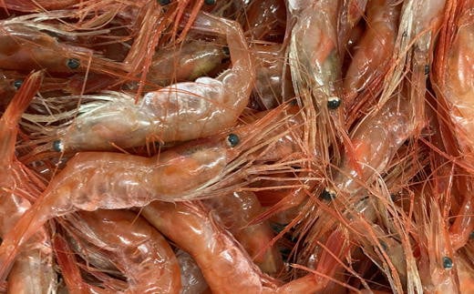 7-010-033　冷凍甘えび 500g（約40尾）