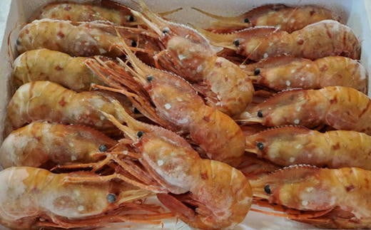 7-040-012　【北海道産】冷凍ジャンボボタンエビ800g（12尾～16