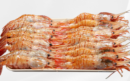 7-040-001　ジャンボボタンエビ 1kg（10～20尾）
