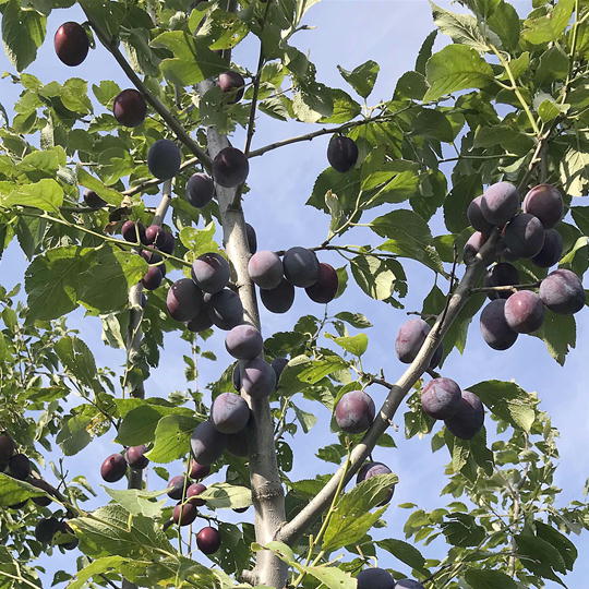 7-012-035　秋香園のおまかせプルーン2.2kg（8月下旬～発送）