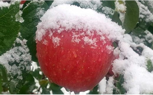 7-012-029　山口さんちのりんご（サンふじ） 5kg【1月発送】