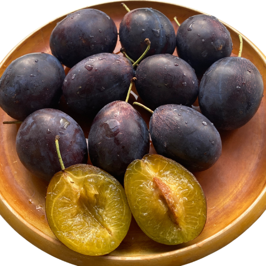 7-015-014　サトケンさんのプルーン「ベイラー」1kg 