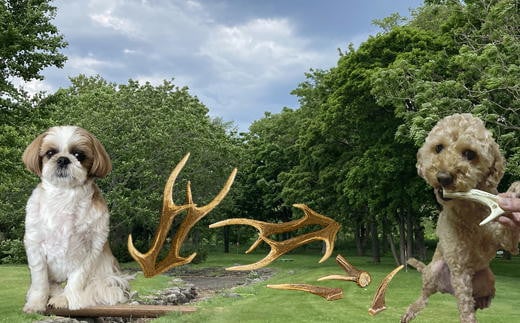 7-005-004　鹿の角・愛犬デンタルおもちゃ（小）