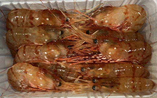 7-022-002　冷凍ボタンエビ 900g（39尾～54尾）