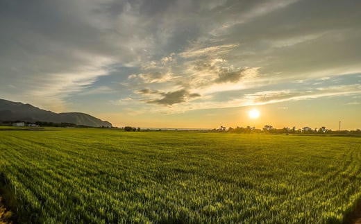 7-028-007　新米・増毛町産米えみまる・ななつぼしセット 各5