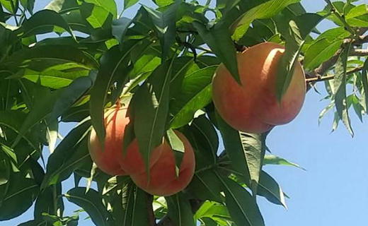 7-012-031　山口さんちの桃あかつき 15玉前後（約3.5kg）