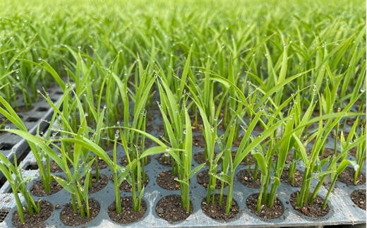 7-015-017　新米・増毛町産ななつぼし 5kg（10月～発送）【前