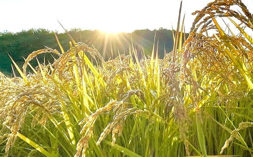 7-024-011　木箱入りギフトセット 真空パックキューブ米＜無