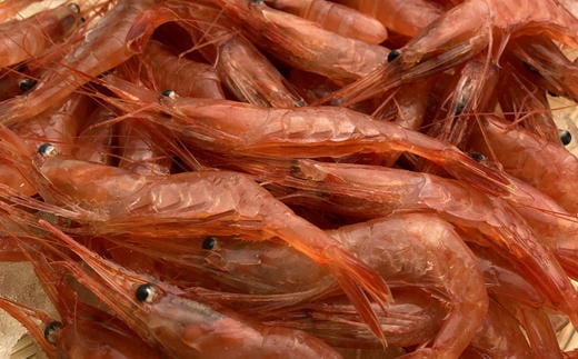 7-007-001　甘えび 500g（40尾前後）