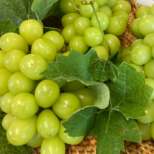 7-014-026　サトケンさんのシャインマスカット2kg（2～3房）