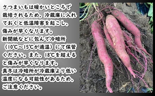 7-010-024　さつまいも（あまはづき）5kg【マルゼン佐藤果樹
