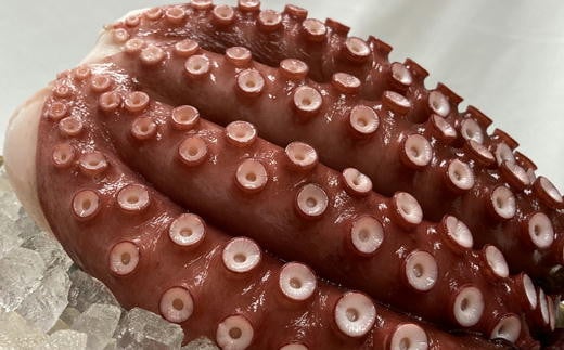 7-013-006　柔らか蒸しヤナギタコとボタンエビ 各500g