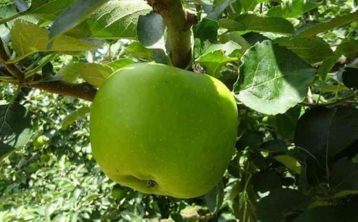 7-007-005　とにかくすっぱい料理りんご「ブラムリー」 3kg