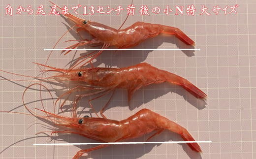 7-010-033　冷凍甘えび 500g（約40尾）