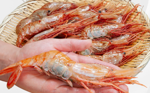 7-040-001　ジャンボボタンエビ 1kg（10～20尾）