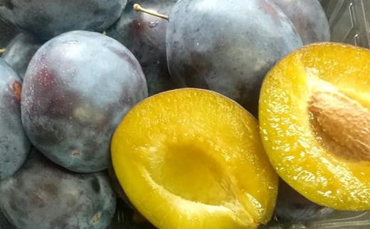 7-013-010　山口さんちのプルーン 2～3種詰合わせ 2kg【10月～