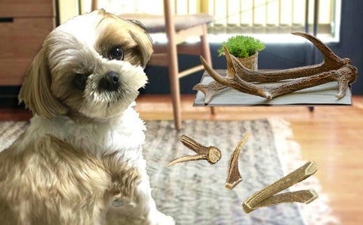 7-005-004　鹿の角・愛犬デンタルおもちゃ（小）