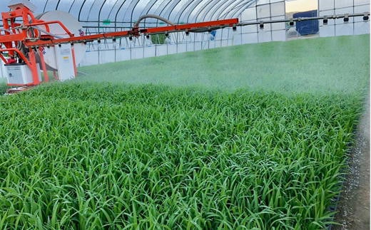 7-030-006　新米・増毛町産ななつぼし 10kg（10月～発送）【前