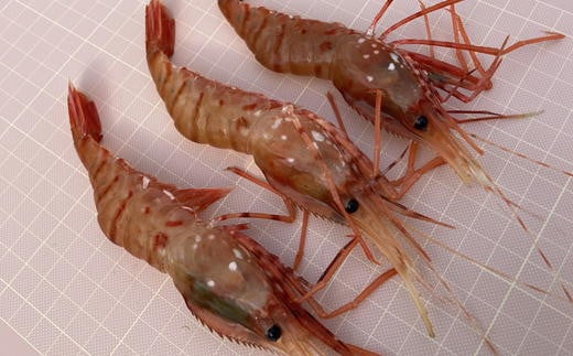 7-015-002　冷凍ボタンエビ 500g（約20尾）