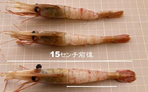 7-010-001　ましけのボタンエビ 700g（350g×2）