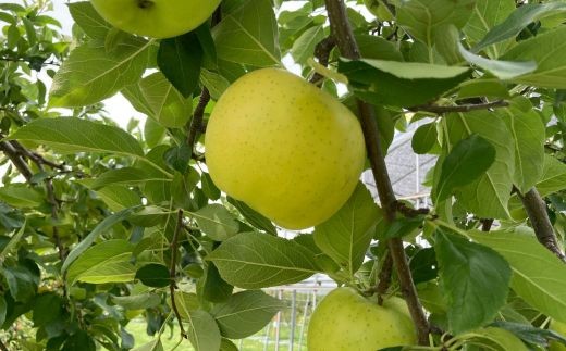 7-007-006　赤・青・黄色のりんご詰め合わせ 3kg