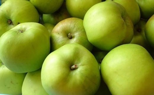 7-007-005　とにかくすっぱい料理りんご「ブラムリー」 3kg