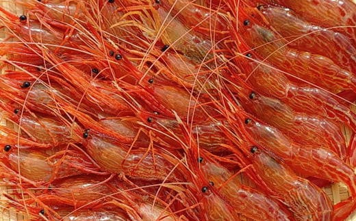 7-024-014　冷凍ボタンエビ・しまえびセット 各500g