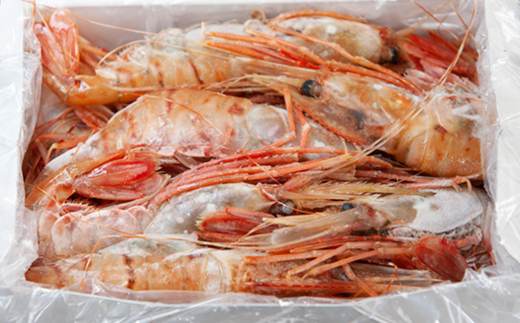 7-040-001　ジャンボボタンエビ 1kg（10～20尾）