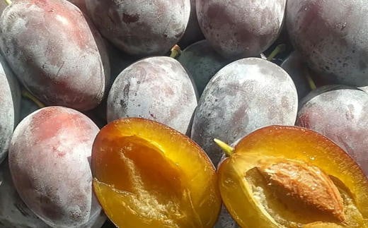 7-013-010　山口さんちのプルーン 2～3種詰合わせ 2kg【10月～