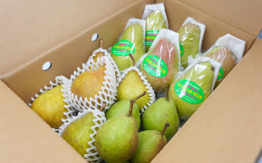 7-014-014　山口さんちの洋梨 3種詰め合わせ 5kg【9月下旬～発