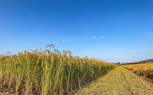 7-030-004　新米・増毛町産米えみまる・特別栽培米ゆめぴり