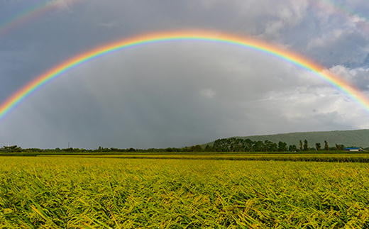 7-045-008　増毛町産ななつぼし 5kg×3ヶ月（1月～3月発送）【