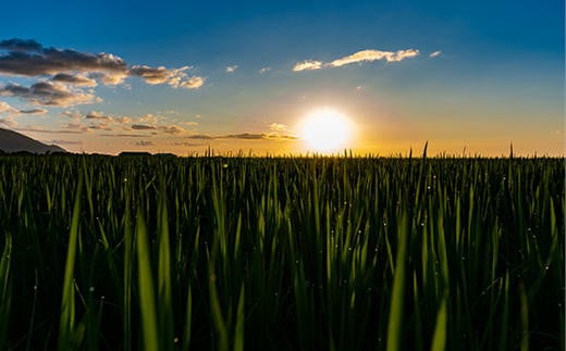 7-028-006　新米・増毛町産米ななつぼし 10kg（10月～発送）【