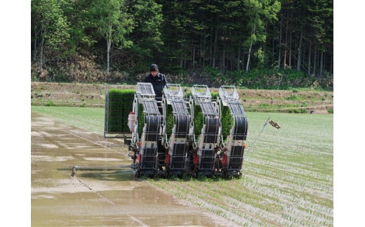 7-015-017　新米・増毛町産ななつぼし 5kg（10月～発送）【前