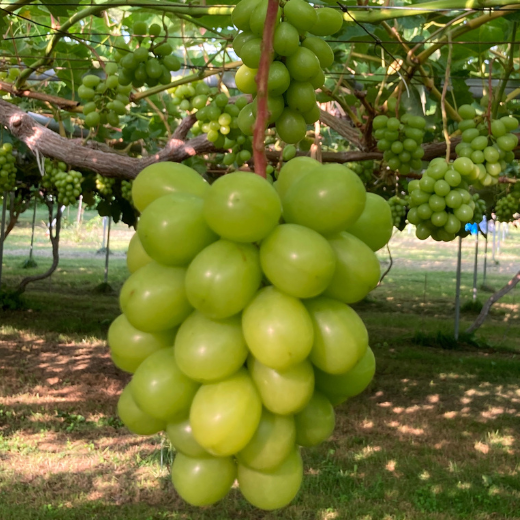 7-014-026　サトケンさんのシャインマスカット2kg（2～3房）