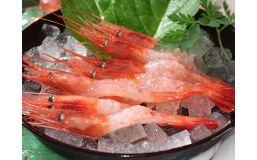 7-010-033　冷凍甘えび 500g（約40尾）