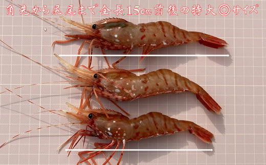 7-024-013　冷凍甘えび・ボタンエビセット 各500g